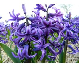 Jacinthe - Blue Pearl - 3 bulbes - BIO