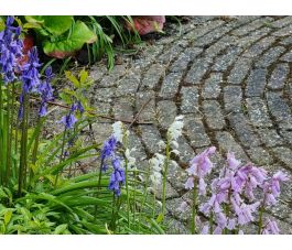 Hyacinthoides hispanica - Jacinthe des bois - mélange bleu-rose-blanc - 10 bulbes - BIO