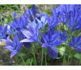 Triteleia laxa - Brodiae 'Corrina' - 10 bulbes - BIO