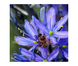 Camassia leichtlinii 'Caerulea' - Lys de prairie - 3 bulbes - BIO