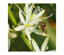 Camassia leichtlinii 'Sacajawea' - 3 bulbes - BIO