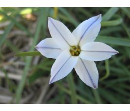 Etoile de Printemps - Ipheion uniflorum 'Wisley Blue' - 10 bulbes - BIO
