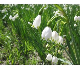 Leucojum aestivum 'Gravetye Giant' - Nivéole d'été - 5 bulbes - BIO