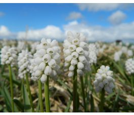 Muscari latifolium 'White Magic' - 10 bulbes - BIO