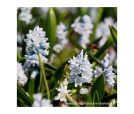 Puschkinia scilloides var. libanotica - Jacinthe du liban - 10 bulbes - BIO