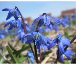 Scilla siberica - 10 bulbes - BIO