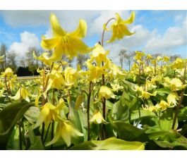 Erythronium - Pagoda - Érythrone - 3 bulbes - BIO