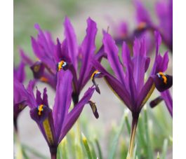 Iris reticulata 'J.S.Dijt' - 10 bulbes - BIO