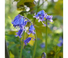 Scilla nutans - Hyacinthoides non-scripta – Jacinthe des bois bleue - 5 bulbes  - BIO