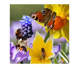 Mini Mix - 4 espèces - 15 bulbes - BIO