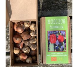 Les favoris de Louise - tulipes rouges et rmuscari à grappe - 30 bulbes - BIO