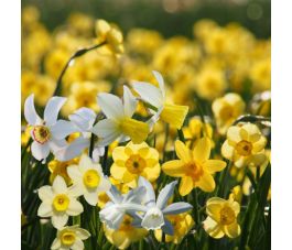 Mélange de jonquilles joyeuses - 25 bulbes - BIO