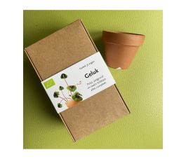 Cultivez votre bonheur – Kit tout-en-un Trèfle à quatre feuilles - Oxalis 'Iron Cross' - 5 bulbes