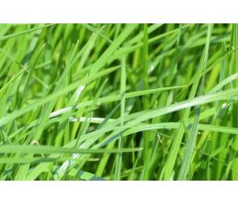 Ray-grass anglais - Lolium perenne - Astonhockey - 25kg - BIO