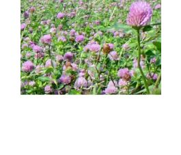 Trèfle rouge – Trifolium pratense - Taifun - 25kg - BIO