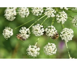 Carum carvi - Cumin des prés - 1kg - BIO