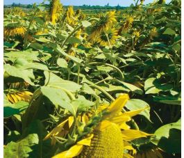 Tournesol - Helianthus annuus - Peredovick - 20kg - BIO