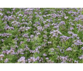 Phacélie – Phacelia tanacetifolia - Balo - 10kg – BIO