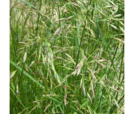 Fétuque élevé - Festuca arundinacea - Swaj - 10kg - BIO