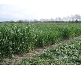 Seigle vert - Protector - 25 kg - BIO