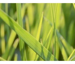 Fétuque des prés - Festulolium - Fedoro - 10 kg - BIO