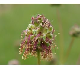 Sanguisorba minor - Petite pimprenelle - 1kg - BIO
