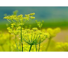 Foeniculum vulgare - Fenouil - 1kg - BIO