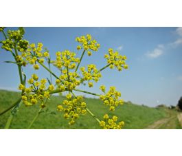 Panais sauvage - Pastinaca sativa - 1 kg - BIO 