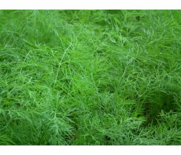Anethum graveolens - Aneth - 1kg - BIO
