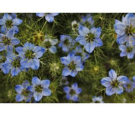 Nigella sativa - Nigelle cultivée - 1 kg - BIO