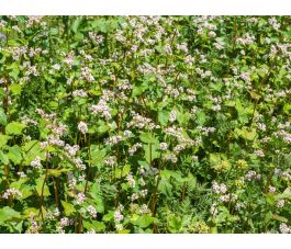 Sarrasin - engrais vert - BIO