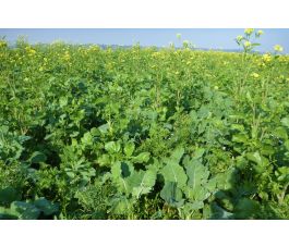 D425 - Mélange pour la biodiversité - BIO