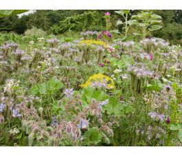 Mélange de fleurs de bordure - Buffet pour insectes - 30 g à 10 kg - BIO