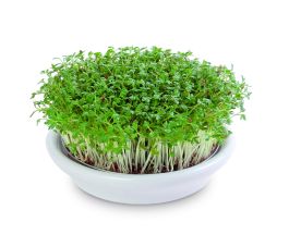 Coupelle pour jeunes pousses - dia 12cm - blanc