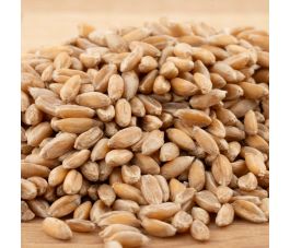 Épeautre (Dinkel) - germable - 1 kg - BIO