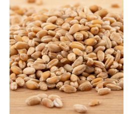 Blé - germable - 1 kg - BIO