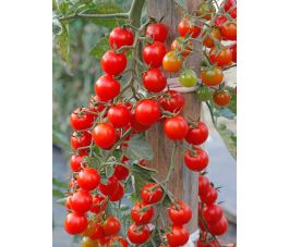 Tomate cerise - Sweet Million - BIO
