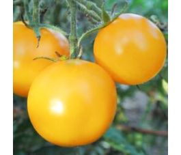 Tomate - Hahnstown Yellow - BIO