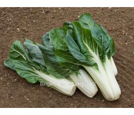 Bette/Blette - Jessica - BIO