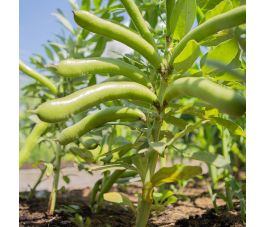 Fève commune - Eleonora - BIO - 50% remise - germination réduite