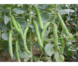 Fève commune - Hangdown Grünkernig - BIODYNAMIQUE