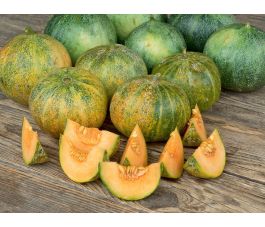 Melon - Petit Gris de Rennes - BIODYNAMIQUE