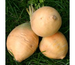 Navet de printemps - Goldana - BIO