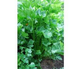Céleri à couper - Pipe Creuse de Malines - BIO - Remise de 50% pour cause de germination réduite