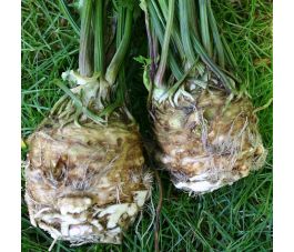 Céleri-rave - Roem van Zwijndrecht - BIO