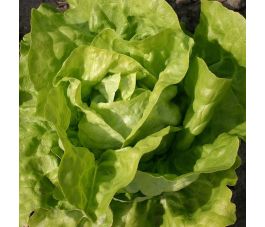 Laitue pommée - Twellose Gele - BIO