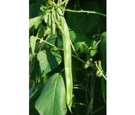 Haricot d'Espagne - Preisgewinner - BIO