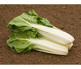 Bette - Glatter Silber  - BIODYNAMIQUE - 50% de remise pour cause de germination réduite