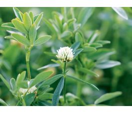 Trèfle d'Alexandrie - Axi - 25 kg - BIO