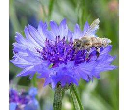 Centaurea cyanus - Bleuet - BIO